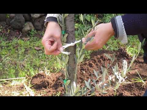 COME PIANTARE UN ALBERO - Tutorial