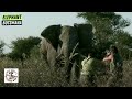 Close Shot on a Charging Elephant in Thrilling Botswana Hunt