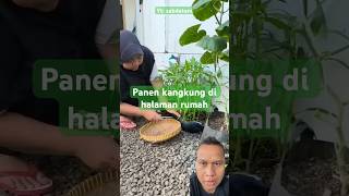 Download lagu Harvesting water spinach in the yard of Sabdatani's house #farming #naktani #naktaniorganik #agri... mp3