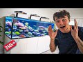 Complete Saltwater Aquarium Setup For Sale