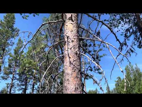 Hur högt betar renar hänglav?