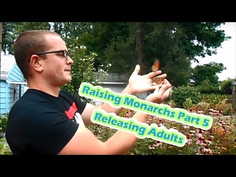 Raising Monarchs Part 5 - Releasing Adults (How To Raise Monarch Butterflies)