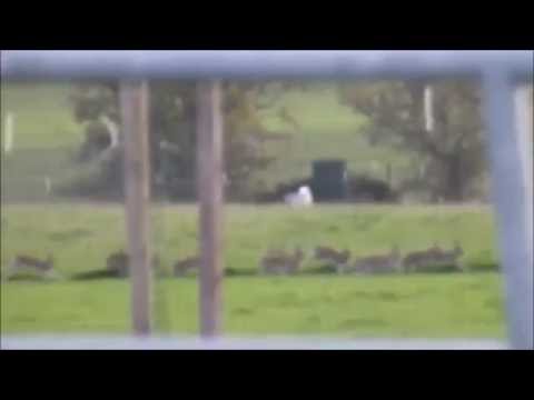 Bill to ban coursing - how did TDs vote?