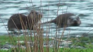 preview picture of video 'The Otters of Tal-y-llyn'