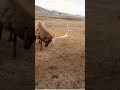 CAUGHT on Camera! HUGE Bull Elk Sheds Antlers! #wow
