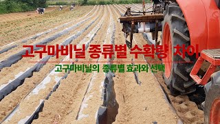 고구마 비닐은   어떤것을?  비닐 색깔 별  고구마 수확량 차이