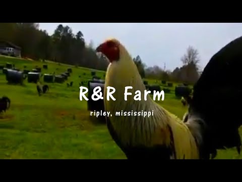 R&R FARM || Ripley, Mississippi