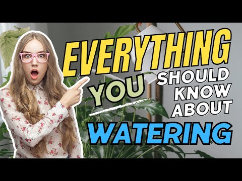 EVERYTHING YOU SHOULD KNOW ABOUT WATERING PLANTS!