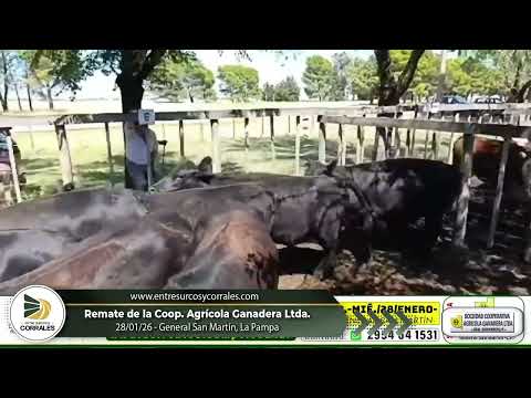 28-10-26 - Remate de la Cooperativa Agrícola Ganadera Ltda. -  General San Martín, La Pampa