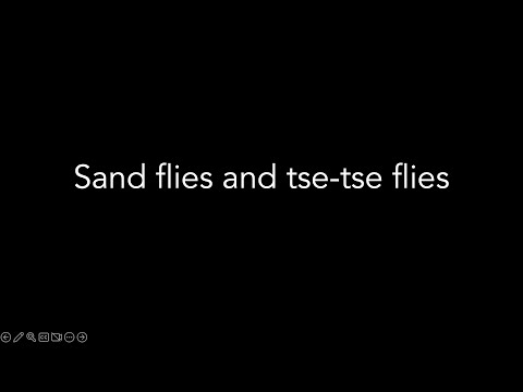 Lecture 18.2 - Sand flies