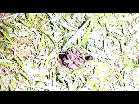 Lycosa Erythrognatha (Aranha de grama ou Aranha lobo)