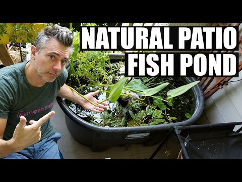 Natural Fish Pond On A Patio Video