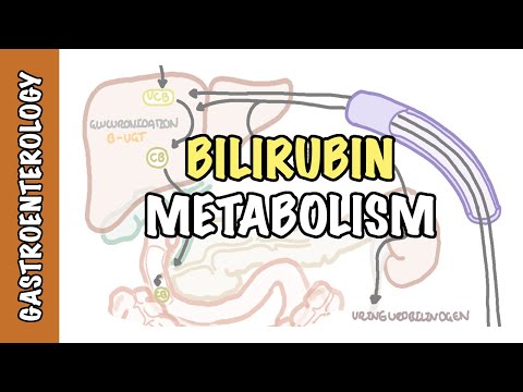 Bilirubinstoffwechsel - unkonjugiertes und konjugiertes Bilirubin 