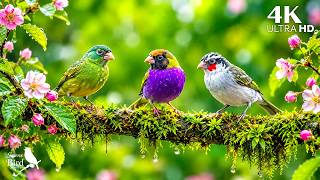 🌿 Gentle Birdsong & Piano Melodies 🎹 | Peaceful Music for Sleep & Relaxation