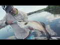 Topwater Barra Explosions with Realis Pencil