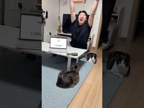 골드버튼 받는 고양이