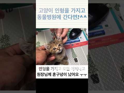 고양이인형을 동물병원에 데리고 가면?