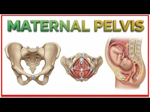 1. Maternal Pelvis: Obstetrics and Gynecology Lecture