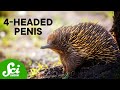 The 10 Weirdest Ways Animals Have Sex