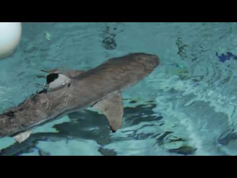 Shark Week: Feeding Blacktip Reef Sharks | National Aquarium
