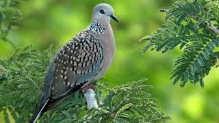 Download lagu KLENENGAN GENDING GAMELAN KARAWITAN mp3