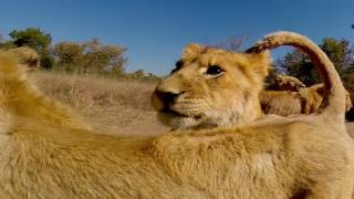 Lion, cheetah & other Conservation at Ukutula