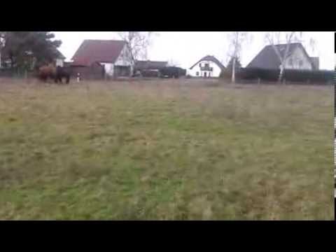 Tiere des Circus Voyage im Winterquartier