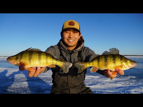Ice Fishing Shallow Tiny Slough for Aggressive Perch! (CATCH CLEAN COOK)