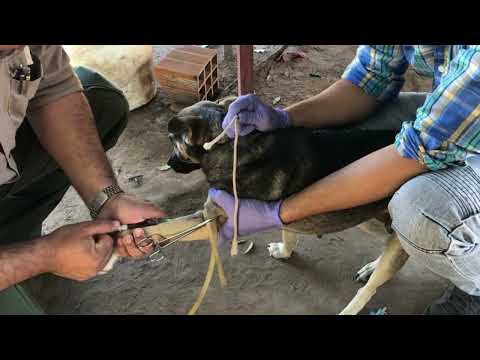 El viernes vacunarán contra la rabia a perros y gatos frente al hospital Señor del Milagro
