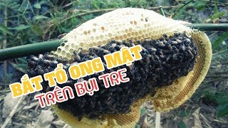 Đi Bắt Tổ Ong Mật Trên Bụi Tre - Nhiều Mật Quá | Xuân Dương Vlogs