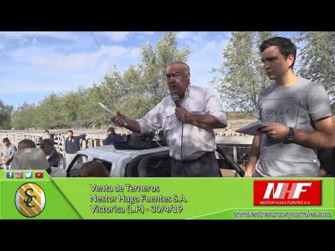 30-04-19 - Venta de Terneros - Nestor Hugo Fuentes S.A. - Victorica (L.P.)
