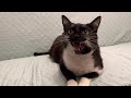 Am I The Cutest Tuxedo Cat