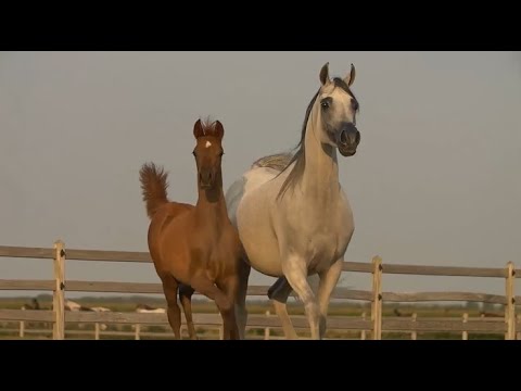 ⭐️ SAFIYA K.A. ⭐️ ⁣(QR Marc x FT Shaella) - STC AUCTION 2022⁣