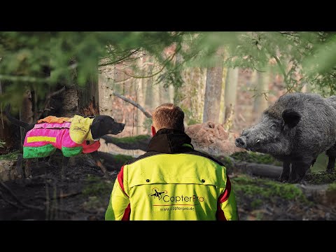 STARKER KEILER gegen Hunde | Drückjagd auf Sauen im Urwald! (Copterpro Jagd 2024)