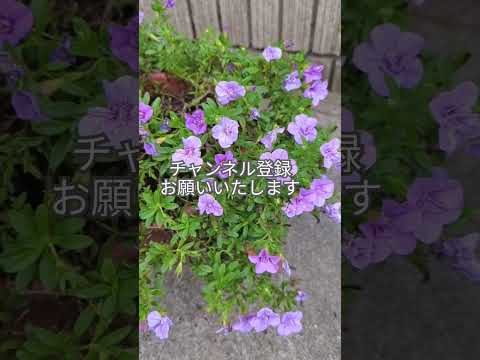 ディプラデニア肥料はいつ与えるのですか?この美しい植物の開花を促進するのに最適な肥料は何ですか?  庭園