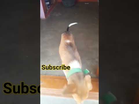 செல்லப் பிராணிகள் வளர்க்கும் வீட்டில்#dog#shortsvideo🐶lohita krishnan