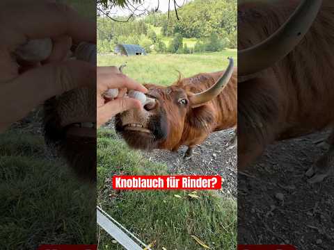 Warum brauchen Rinder Knoblauch?💥🪰 #rinder #landwirtschaft #gutzuwissen