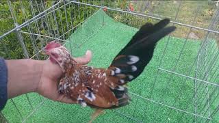 Hermoso kikiriki color Mil Flores Criadero el Sueño