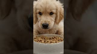 Cinematic Baby Retriever Food Video AI Prompt