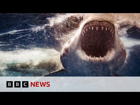 Video | Sharks less likely to attack surfboards with lights, study finds | BBC News