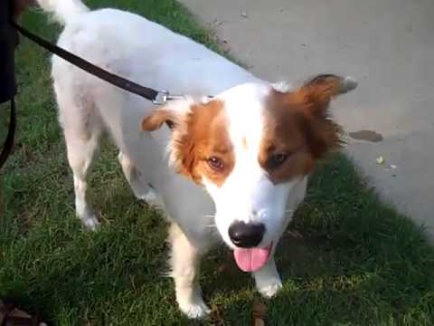 Will Rogers, an adopted Saint Bernard & Collie Mix in Conway, AR_image-1