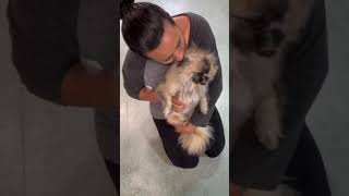 Video preview image #1 Pominese Puppy For Sale in Weston, FL, USA