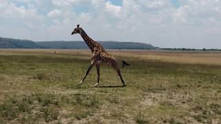 The Woman Who Loves Giraffes streaming online