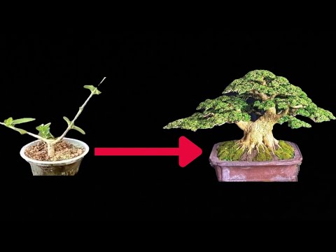 PROSES MEMBUAT BONSAI SANCANG HINGGA SIAP PAJANG