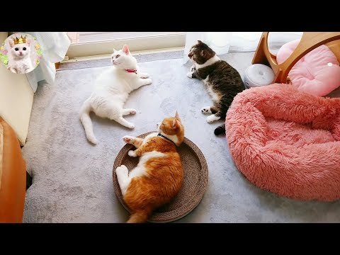 窓辺に集まる猫たち　Cats gather by the window. Video