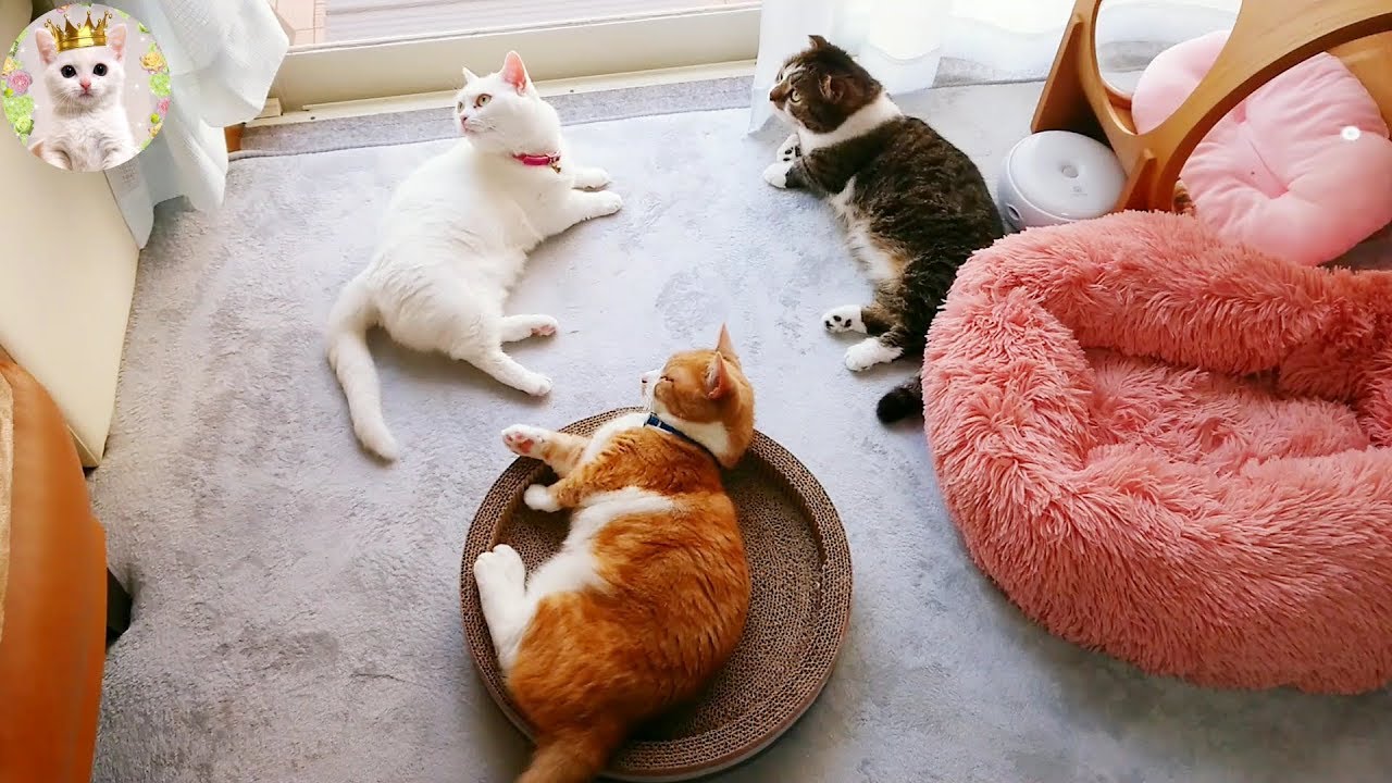 <h1 class=title>窓辺に集まる猫たち　Cats gather by the window.</h1>