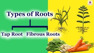 The Root System | Different Kind Roots | Tap Root &amp; Fibrous Roots | Periwinkle