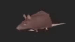 Cover art for Spinning rat