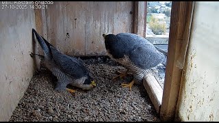 Sokół wędrowny MEC Koszalin (PL) -  Ptyś & Nila, spotkanie w gnieździe 2025 10 27