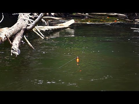 Michigan Salmon BOBBER DOWNS! + How I Cure and Fish Skein